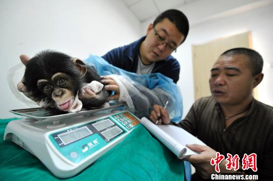 Baby chimp loves her four 'mannies'