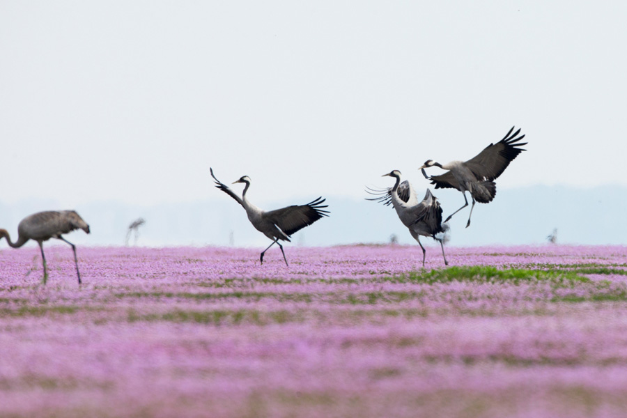 Sea of flowers in Poyang Lake