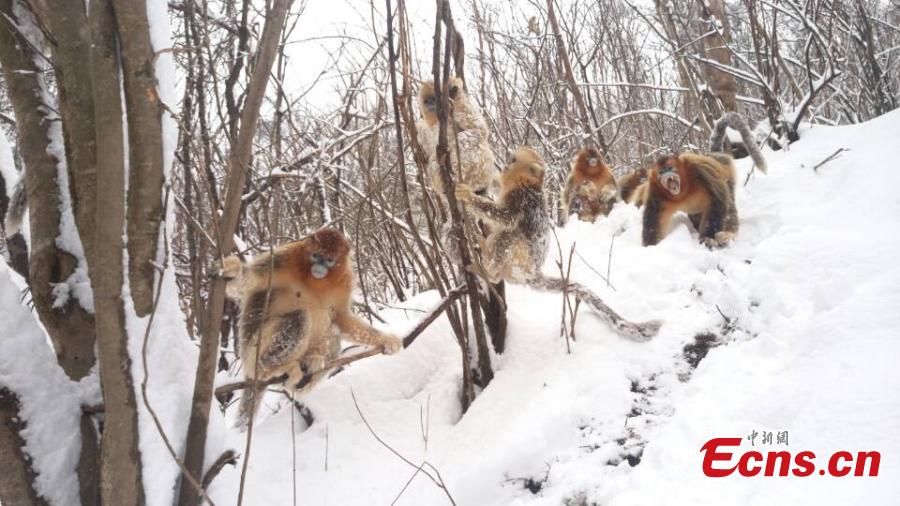 Golden monkeys have fun in snow