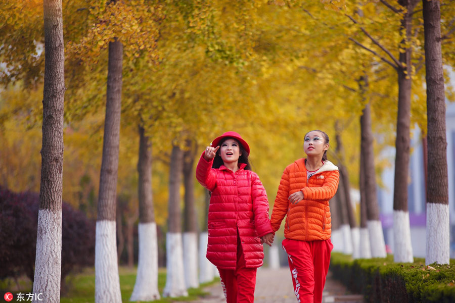 Places to enjoy golden gingko tree leaves