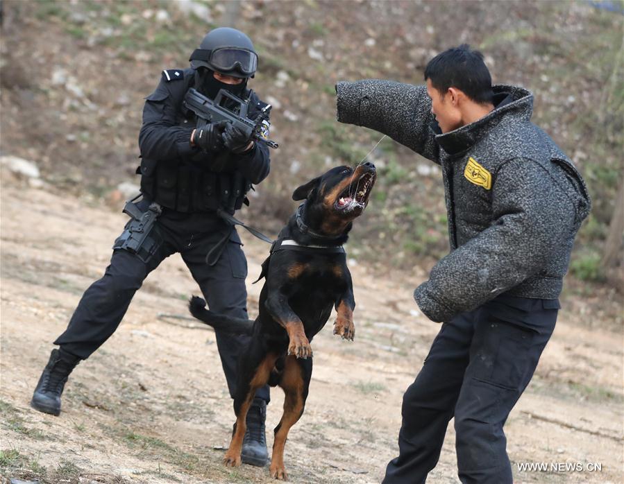 Over 1,000 police dogs serve in criminal investigation in Beijing
