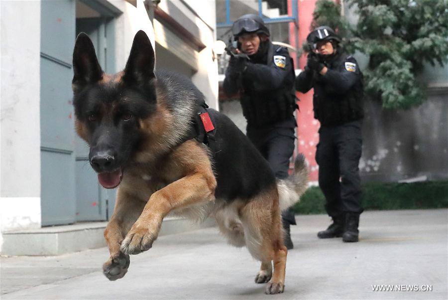 Over 1,000 police dogs serve in criminal investigation in Beijing