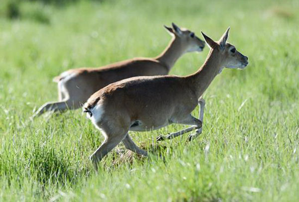 Endangered gazelle growing in numbers