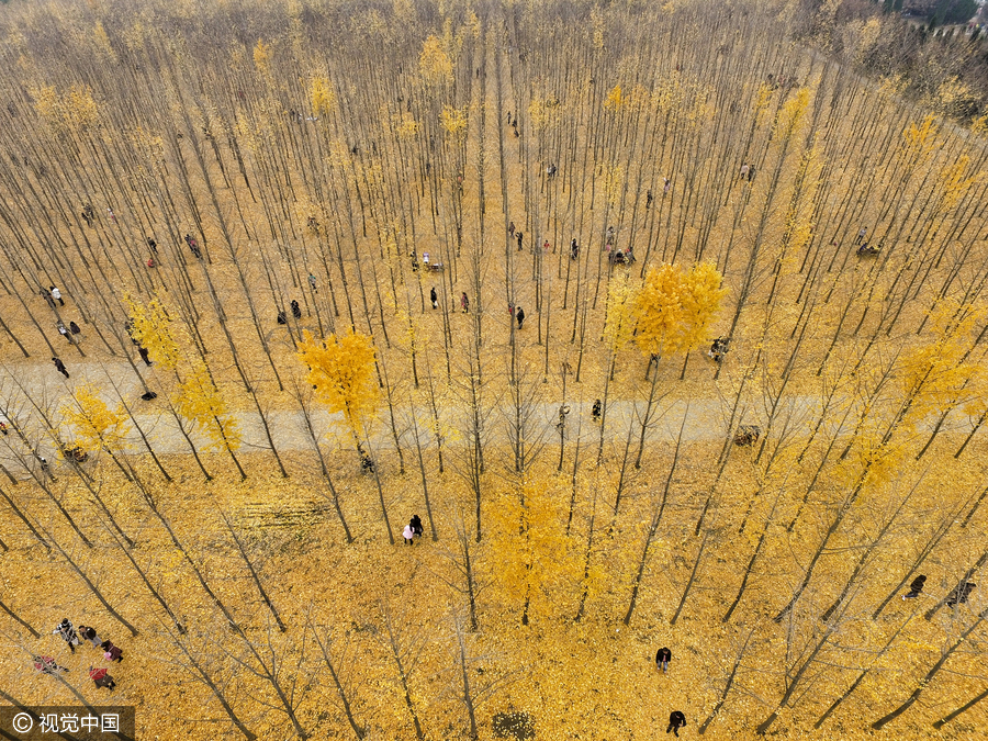 Last of ginkgo leaves fall as temperatures decline