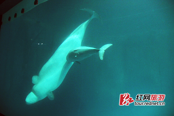 Baby beluga thrives in central China