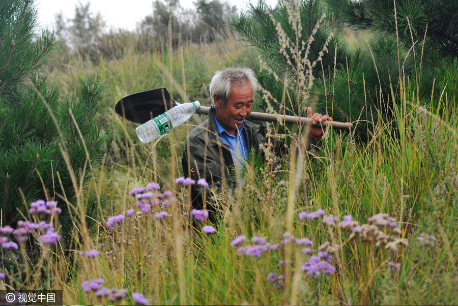 Man plants 500,000 trees over 26 years