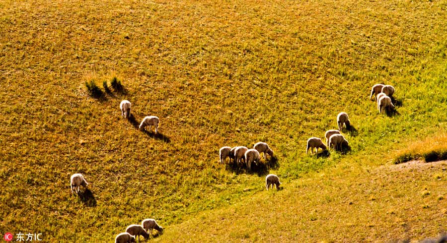 Grassland in Southwest China restored after years of ecological protection