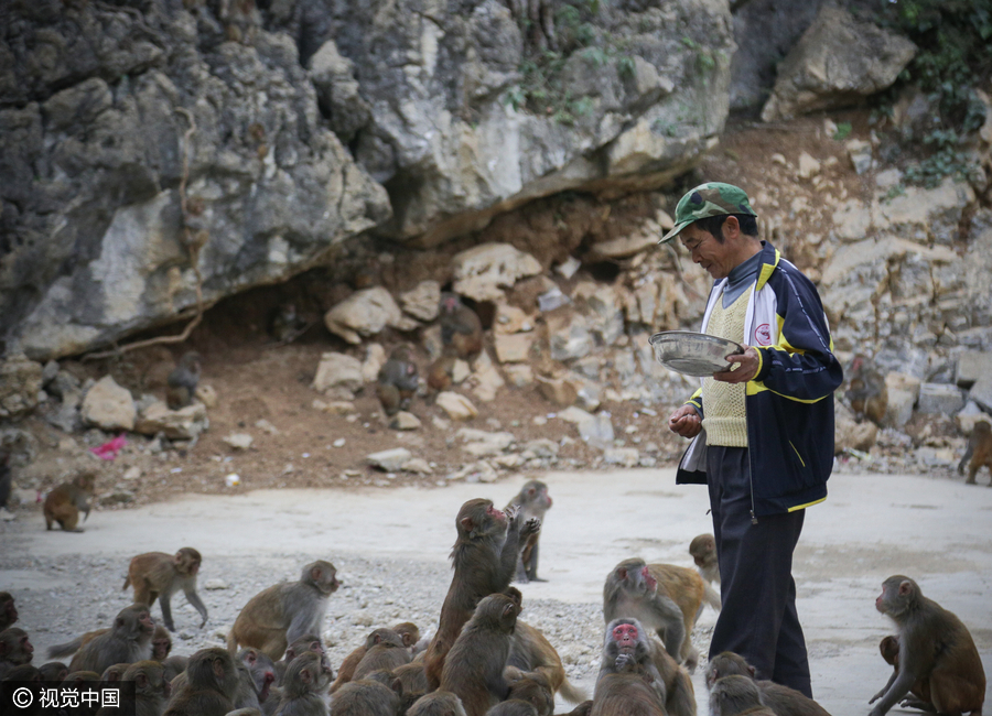 Villagers convert farmland to forest for monkeys