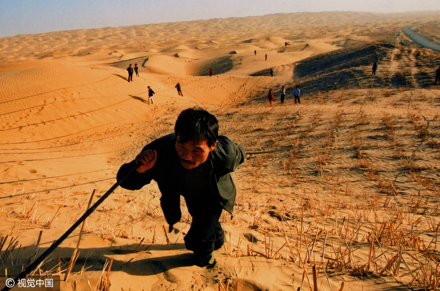 20m trees planted in desert to protect road