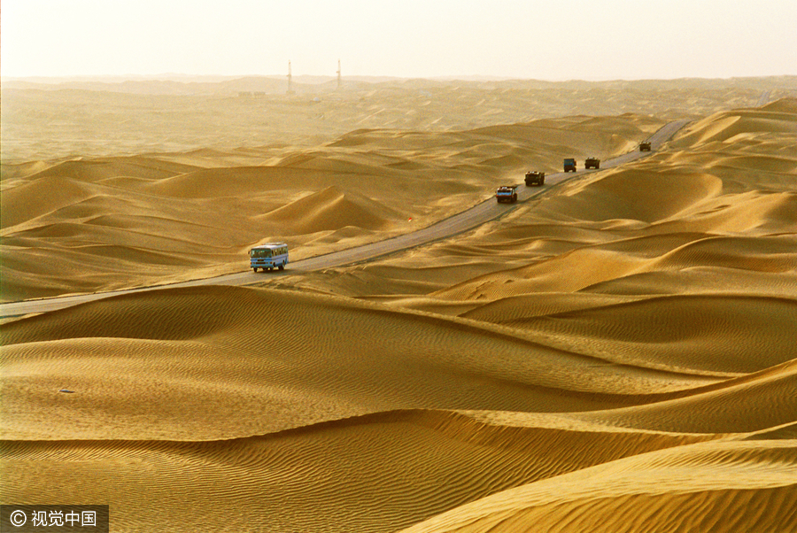 20m trees planted in desert to protect road