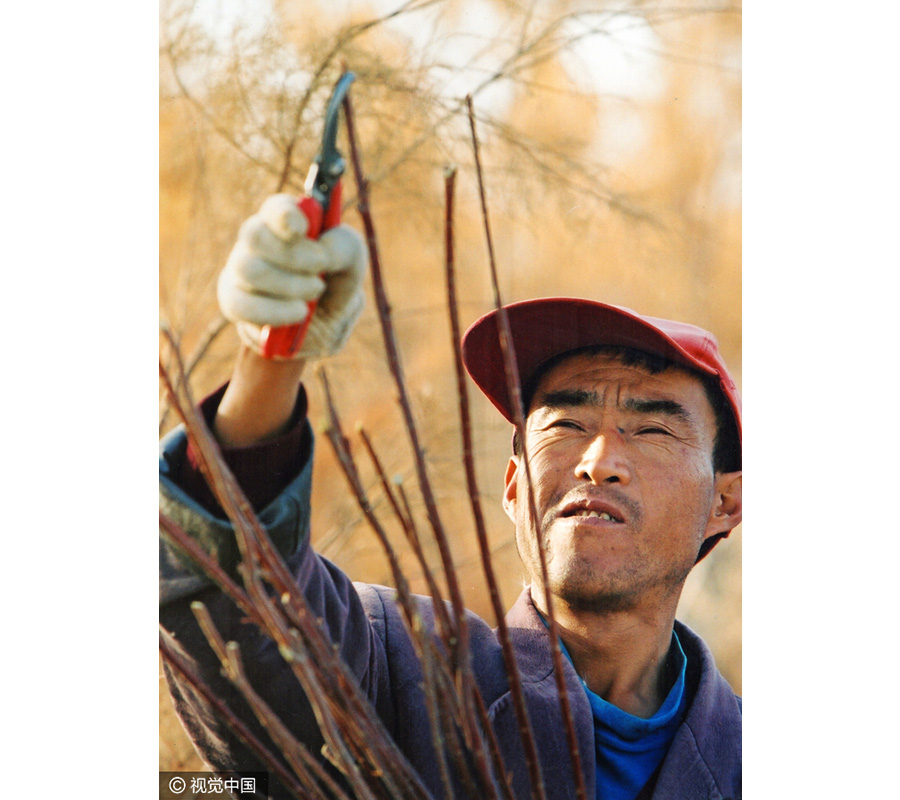 20m trees planted in desert to protect road