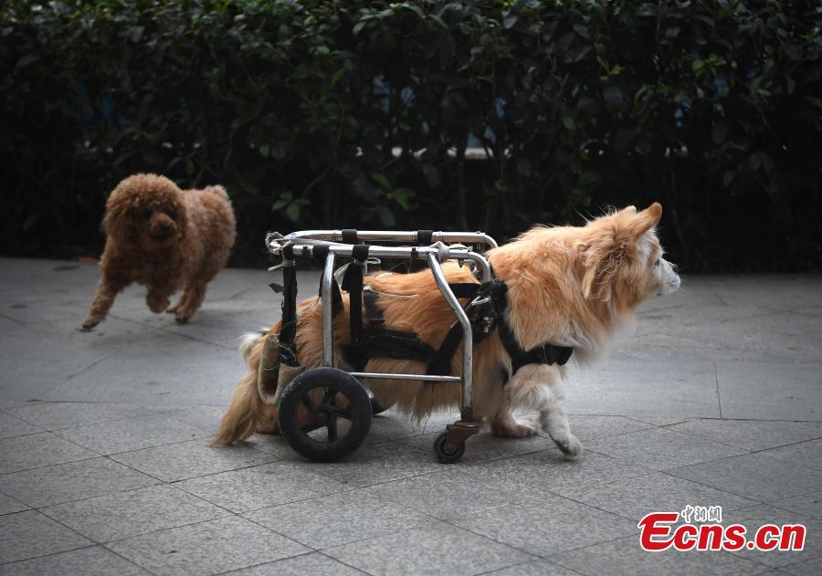 Paralyzed dog walks on street with wheelchair