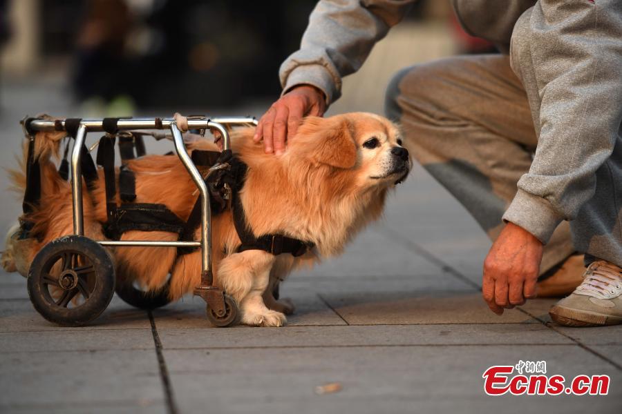 Paralyzed dog walks on street with wheelchair