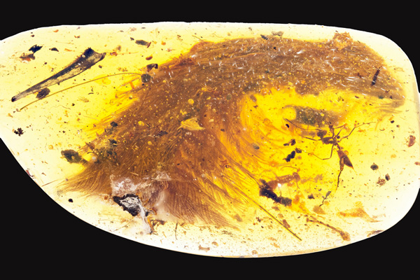 99-million-year-old dinosaur tail found in amber