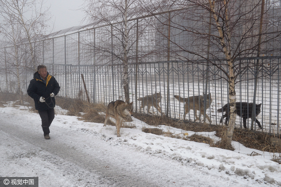 Family man raises 150 wolves in nine years