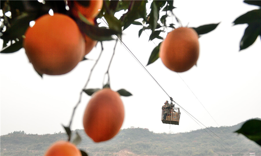 Cableway brings hope to orange farmers