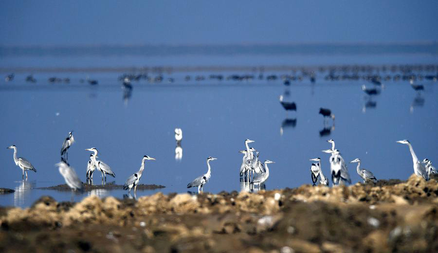 China's big lakes welcome winter migrants
