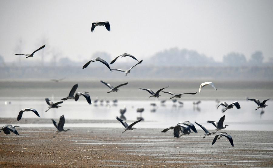 China's big lakes welcome winter migrants