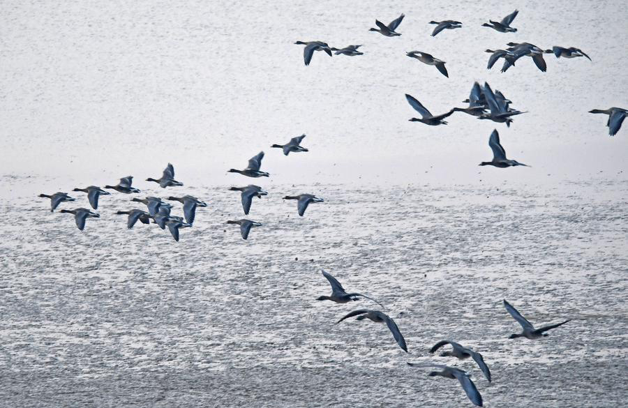 China's big lakes welcome winter migrants