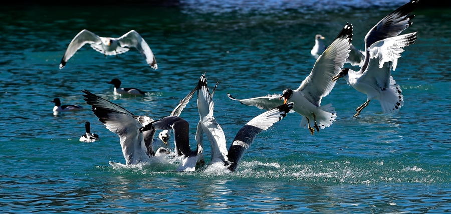 Birds spend winter in Lhasa River valley