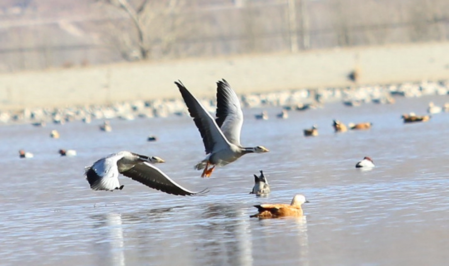 Birds spend winter in Lhasa River valley