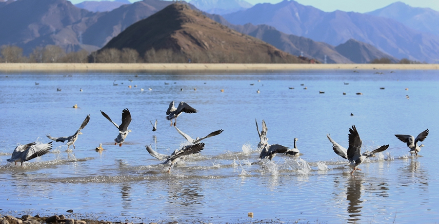 Birds spend winter in Lhasa River valley