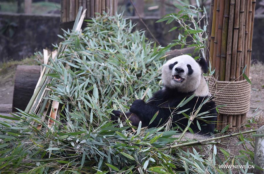 Nursing home for aged pandas in Sichuan