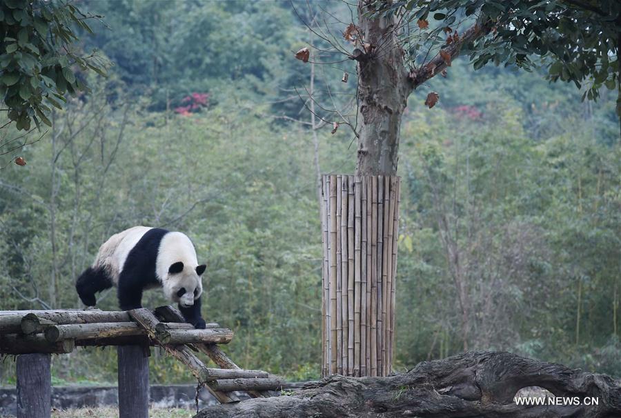 Nursing home for aged pandas in Sichuan