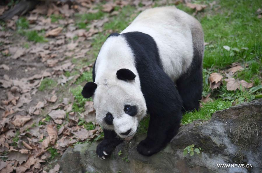 Nursing home for aged pandas in Sichuan