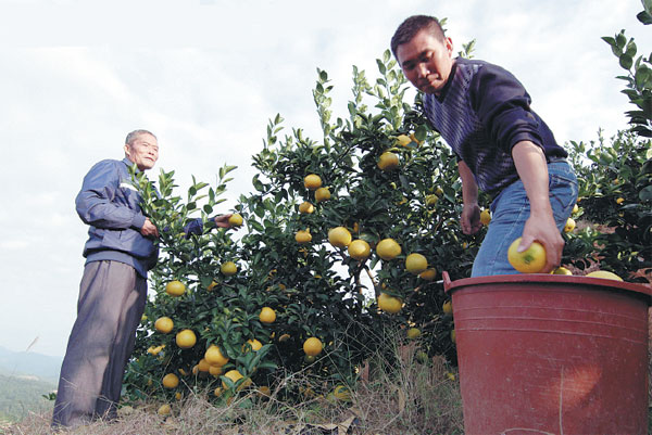 'Golden crops' set to help county prosper