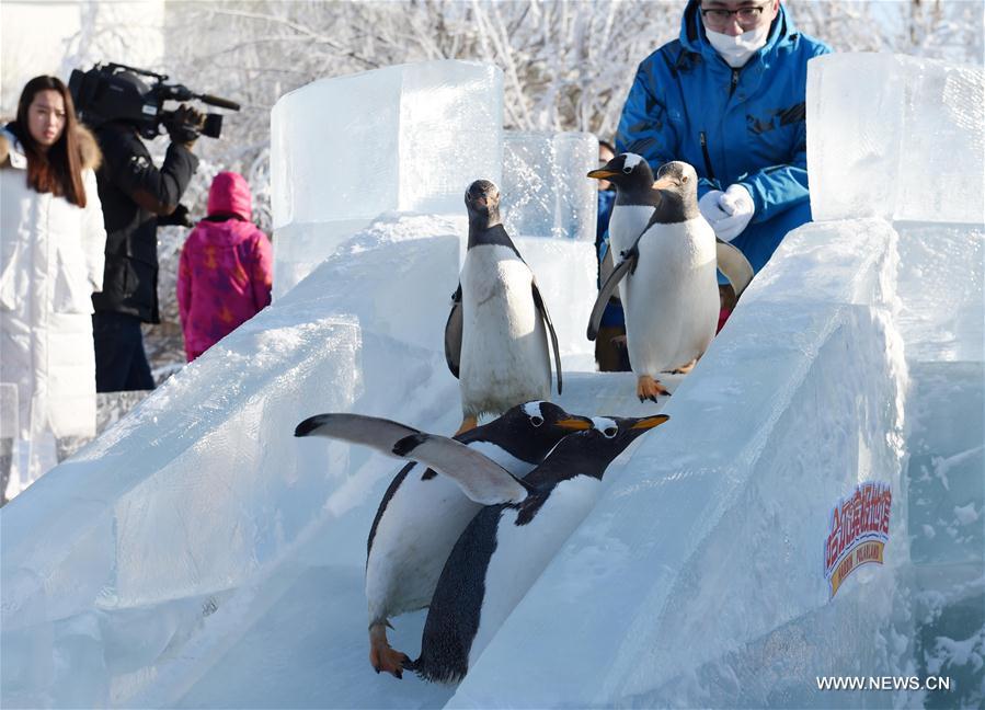 Penguins from Harbin Polarland try ice slide