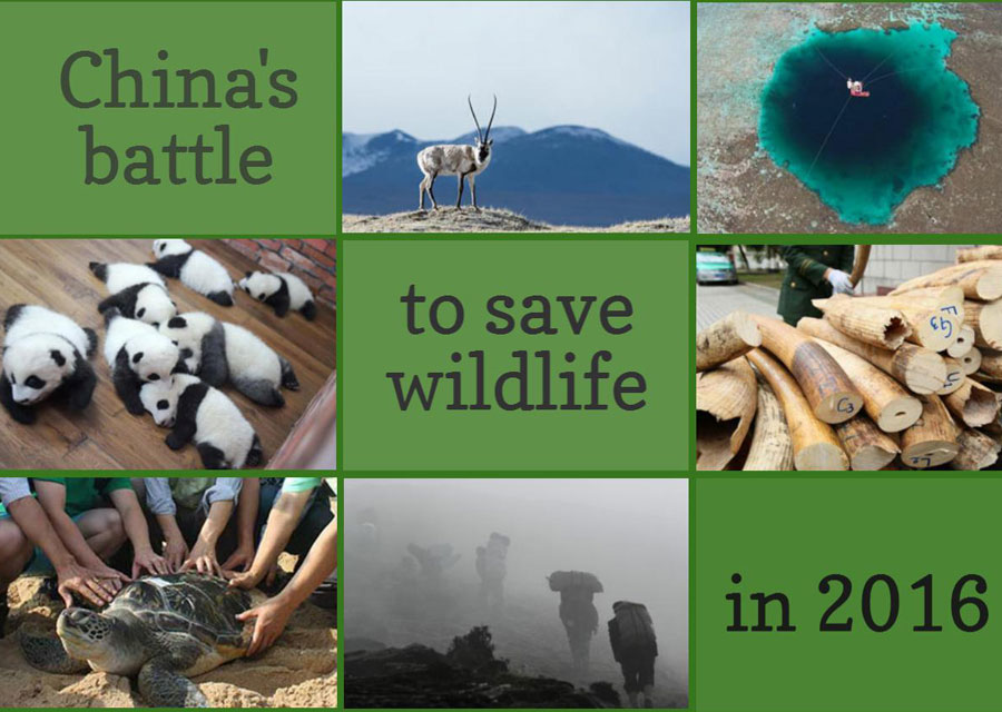 Year in Review: China's battle to save wildlife in 2016