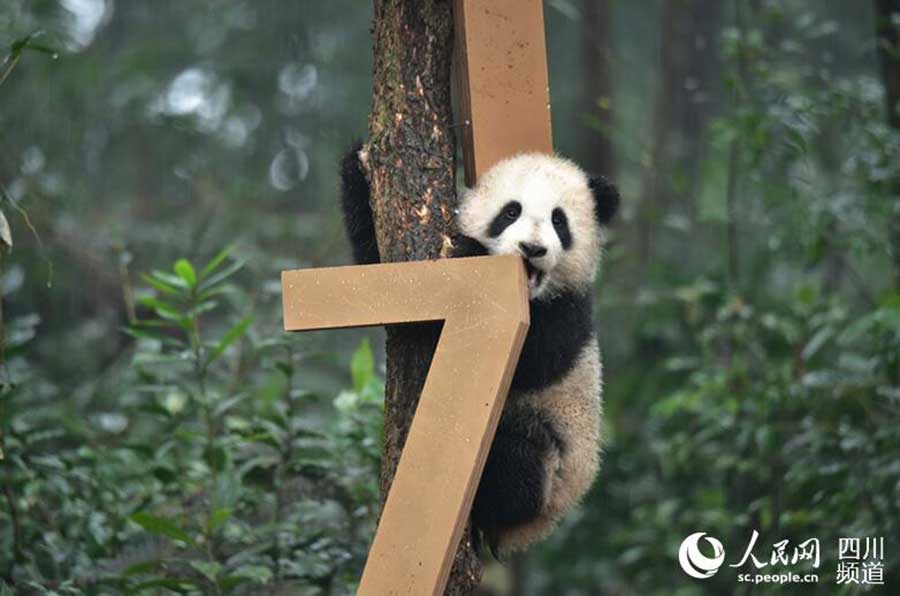 Panda cubs pose for New Year greetings in SW China