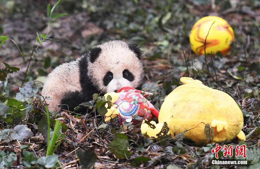 Panda cubs pose for New Year greetings in SW China