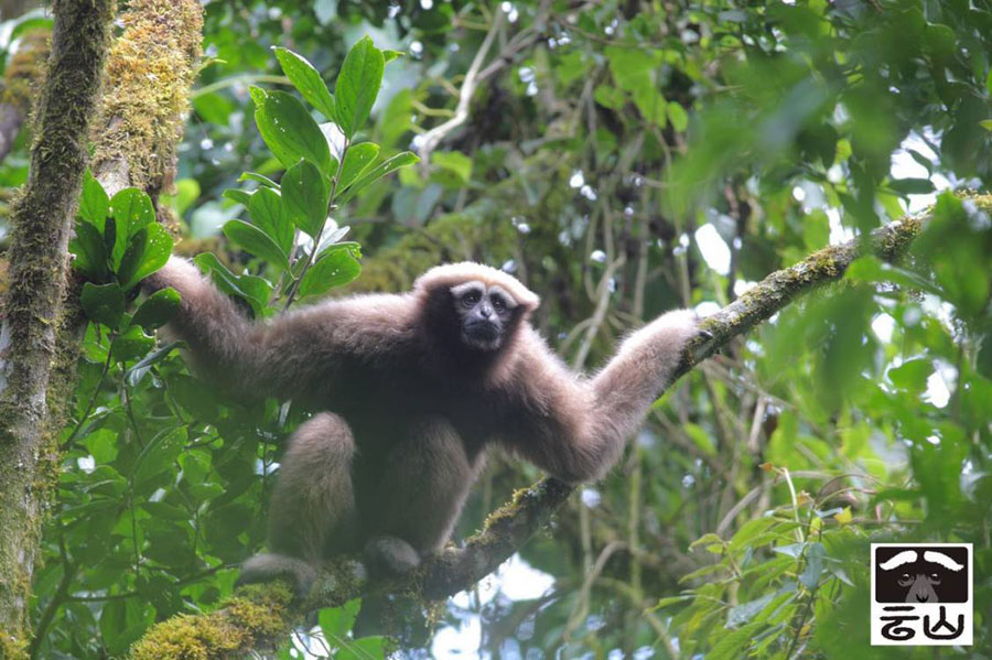 New species of 'skywalker' primates identified in China