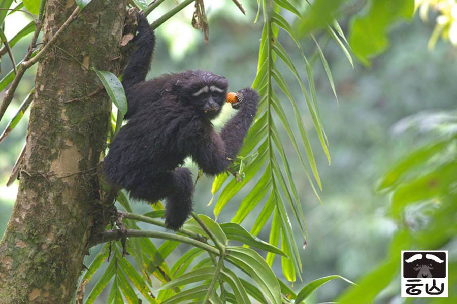New species of 'skywalker' primates identified in China