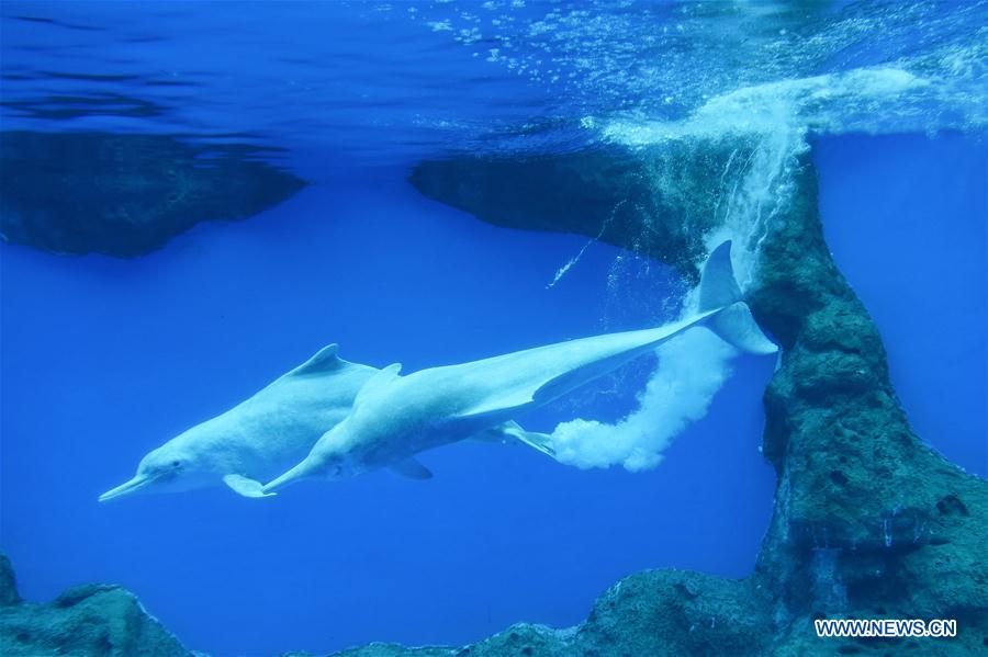 Chinese white dolphin guarded under first-class state protection