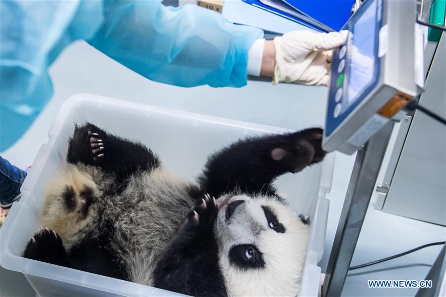 Panda family to meet public in Macao during Spring Festival