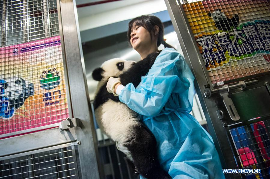 Panda family to meet public in Macao during Spring Festival