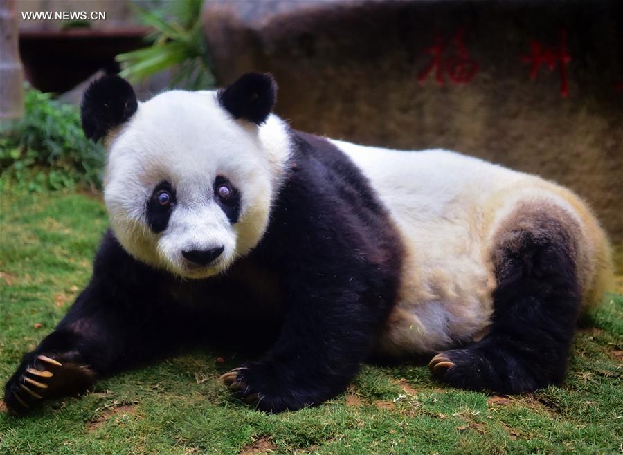 World's eldest giant panda in captivity turns 37 years old