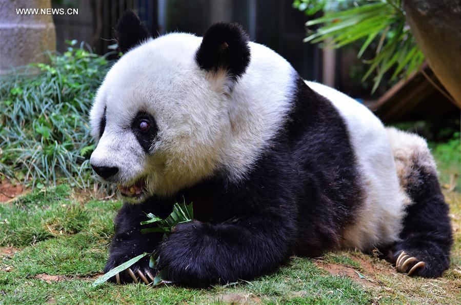 World's eldest giant panda in captivity turns 37 years old