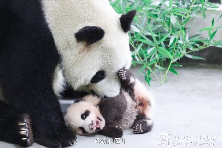 Netizens slam Shanghai zoo after panda deaths