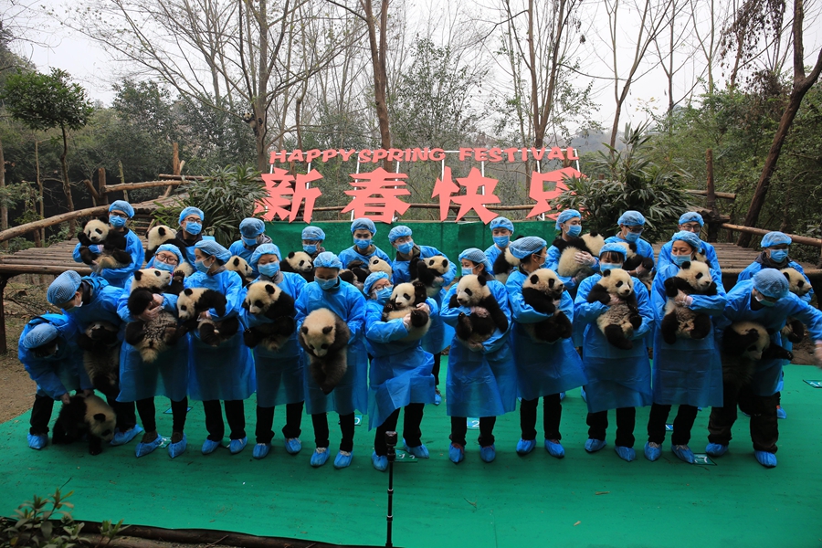 23 giant panda cubs send Lunar New Year wishes in SW China