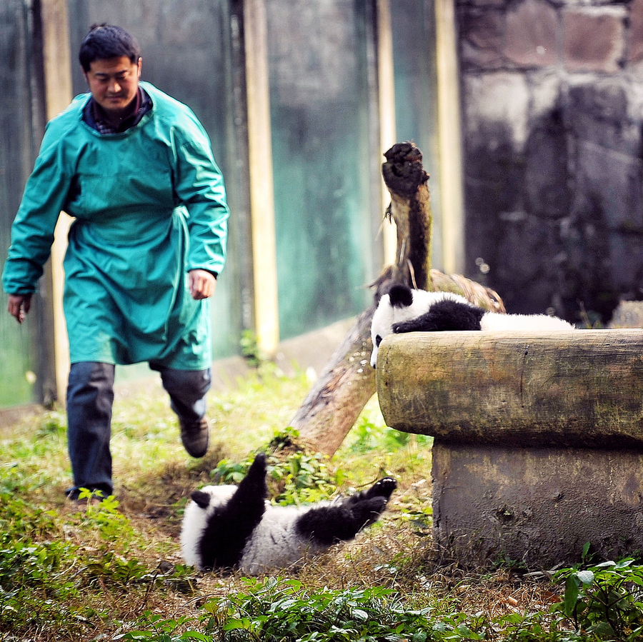 Giant panda twin cubs meet public in Chongqing