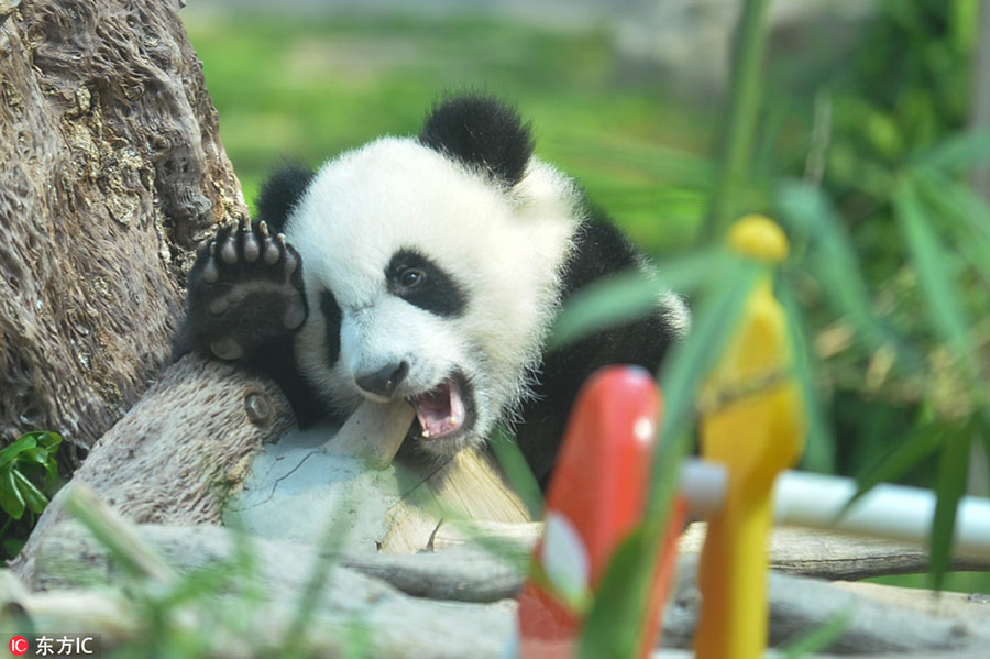 Panda cubs to meet public in Macao during Spring Festival