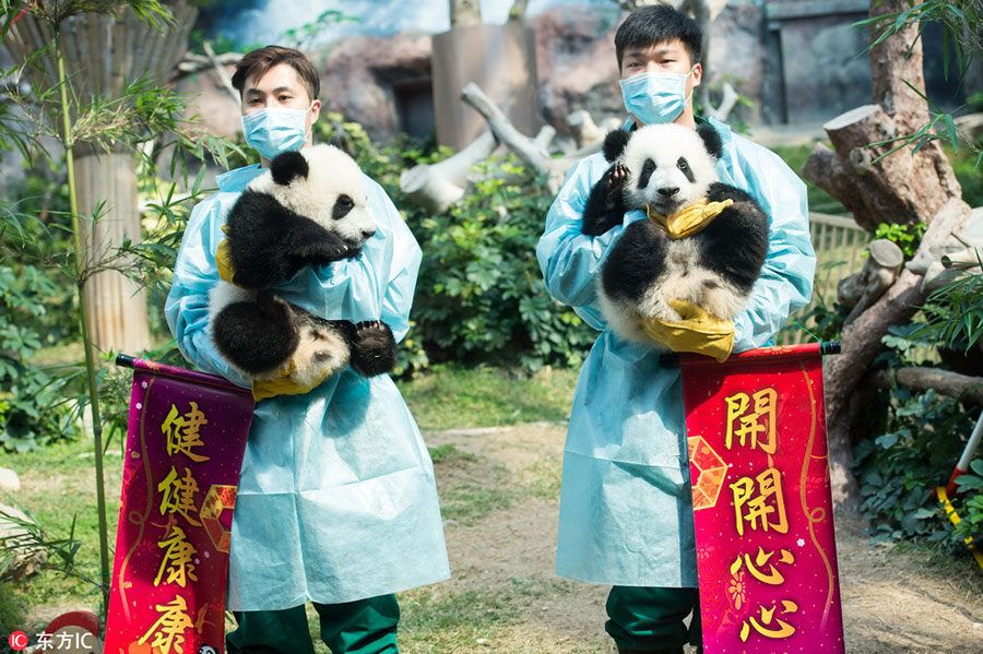 Panda cubs to meet public in Macao during Spring Festival