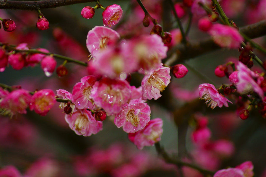 Blossoms take over as southeastern China welcomes spring