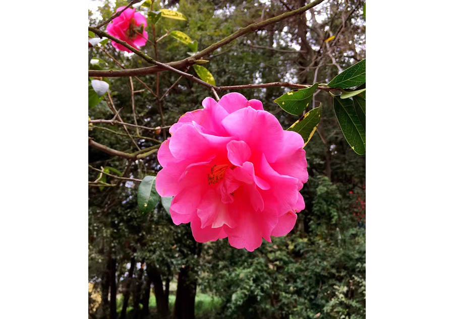 Blossoms take over as southeastern China welcomes spring