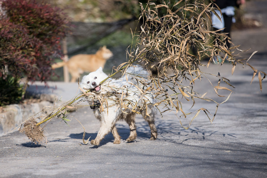 Call of the wild: An urban pet dog's village holiday caught on camera