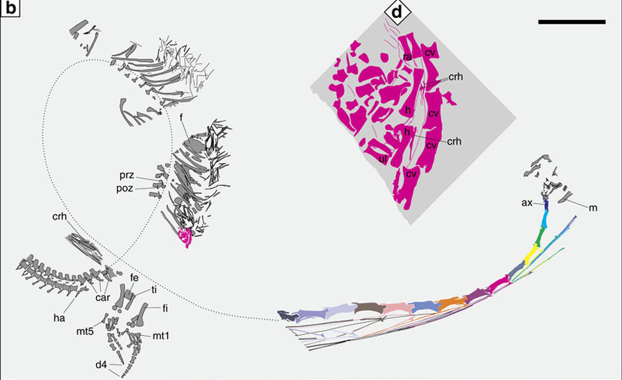 Fossil discovery shows reptile with developing embryo